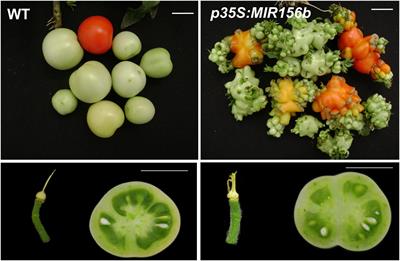 Molecular Control by Non-coding RNAs During Fruit Development: From Gynoecium Patterning to Fruit Ripening